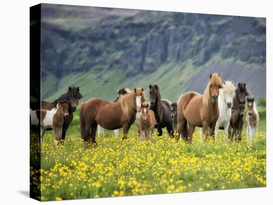 Icelandic Horses VII-PHBurchett-Premier Image Canvas