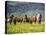 Icelandic Horses VII-PHBurchett-Premier Image Canvas