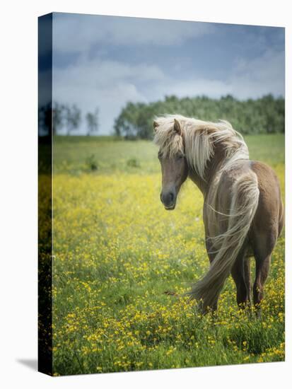 Icelandic Horses VIII-PHBurchett-Premier Image Canvas