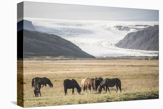 Icelandic Horses with a Glacier Running Down from the Vatnajokull Ice Cap Behind, Polar Regions-Matthew Williams-Ellis-Premier Image Canvas