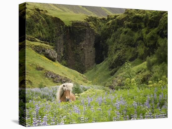 Icelandic Horses XI-PHBurchett-Premier Image Canvas