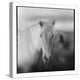 Icelandic Pony, Iceland-null-Premier Image Canvas