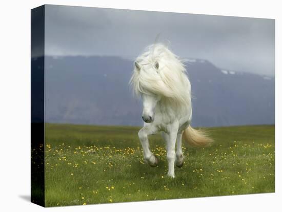 Icelandic Pony-null-Premier Image Canvas