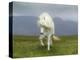 Icelandic Pony-null-Premier Image Canvas