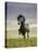 Icelandic Pony-Arctic-Images-Premier Image Canvas