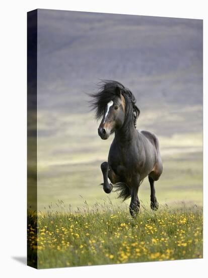 Icelandic Pony-Arctic-Images-Premier Image Canvas