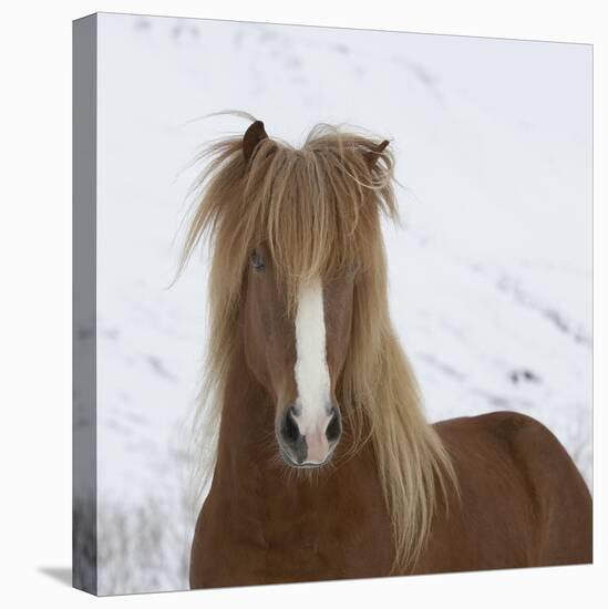 Icelandic Pony-Arctic-Images-Premier Image Canvas