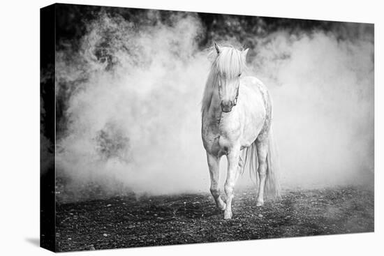 Icelandic pony-Jeffrey C. Sink-Premier Image Canvas