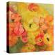 Icelandic Poppies Nudicaule-Karen Armitage-Premier Image Canvas