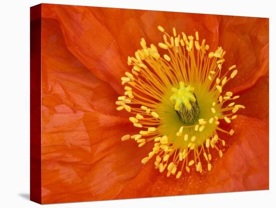 Icelandic Poppy Detail, Cannon Beach, Oregon, USA-Jamie & Judy Wild-Premier Image Canvas