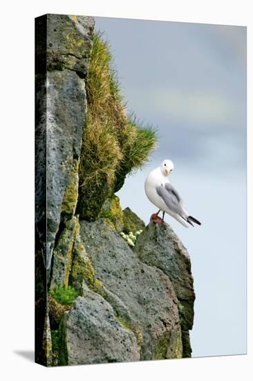 Icelandic Seagull-Howard Ruby-Premier Image Canvas