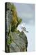 Icelandic Seagull-Howard Ruby-Premier Image Canvas