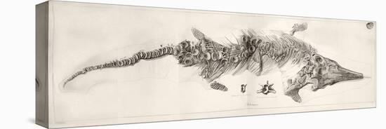 Ichthyosaur Skeleton Engraving 1819 Home-Stewart Stewart-Premier Image Canvas