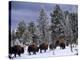 Idaho, Yellowstone National Park, Bison are the Largest Mammals in Yellowstone National Park, USA-Paul Harris-Premier Image Canvas