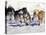 Iditarod Dog Sled Racing through Streets of Anchorage, Alaska, USA-Paul Souders-Premier Image Canvas