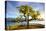 Idyllic Lakeside Park and Isola Bella, Borromean Islands, Lake Maggiore, Piedmont, Italy-Doug Pearson-Premier Image Canvas