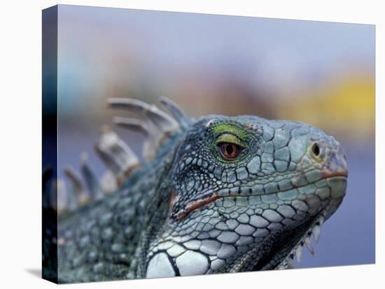 Iguana, Curacao, Caribbean-Greg Johnston-Premier Image Canvas