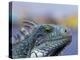 Iguana, Curacao, Caribbean-Greg Johnston-Premier Image Canvas