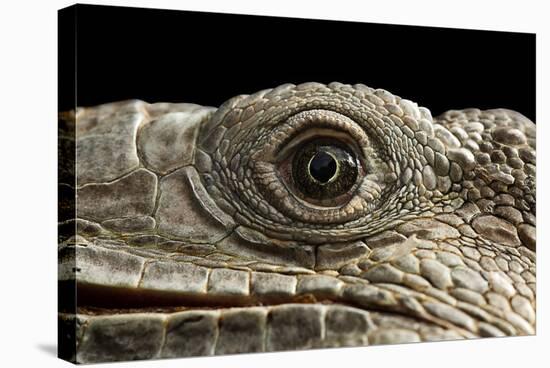 Iguana Eye-Linda Wright-Premier Image Canvas