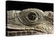Iguana Eye-Linda Wright-Premier Image Canvas