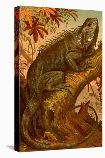 Iguana-F.W. Kuhnert-Stretched Canvas