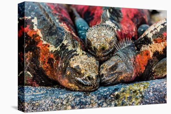 Iguanas, Espanola Island, Galapagos Islands, Ecuador, South America-Laura Grier-Premier Image Canvas