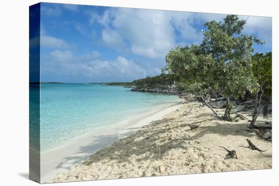 Iguanas on a White Sand Beach, Exumas, Bahamas, West Indies, Caribbean, Central America-Michael Runkel-Premier Image Canvas