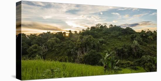 Ikalalao Jungle-jalvarezg-Premier Image Canvas