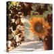 Il Girasole-Guido Borelli-Premier Image Canvas