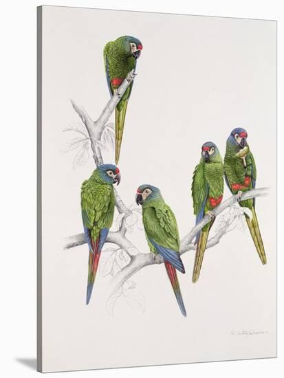 Illiger's Macaw Group, 1987-Mary Clare Critchley-Salmonson-Premier Image Canvas