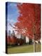 Illinois, Chicago, Millennium Park, Trees in a Park During Autumn-null-Premier Image Canvas