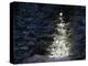Illuminated Christmas Tree in Snow-Larry Williams-Premier Image Canvas