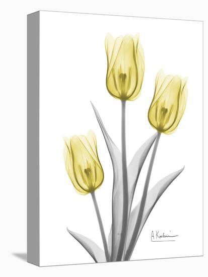 Illuminating Tulip Trio 2-Albert Koetsier-Premier Image Canvas