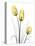 Illuminating Tulip Trio-Albert Koetsier-Premier Image Canvas