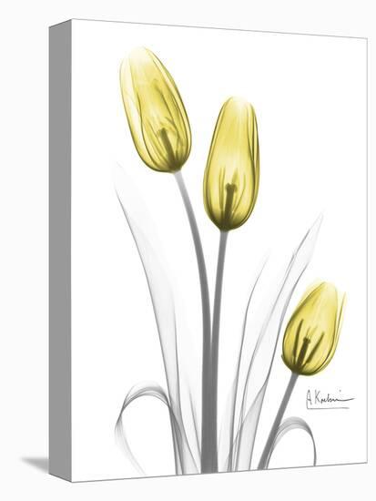 Illuminating Tulip Trio-Albert Koetsier-Premier Image Canvas