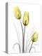 Illuminating Tulip Trio-Albert Koetsier-Premier Image Canvas