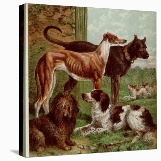 Illustration by Kronheim of Various Dogs, from Aunt Louisa's Birthday Gift-null-Premier Image Canvas