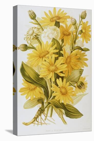Illustration Depicting Arnica Montana Plants-Bettmann-Premier Image Canvas
