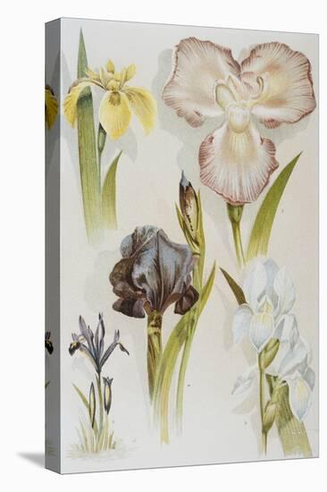 Illustration Depicting Various Types of Irises-Bettmann-Premier Image Canvas