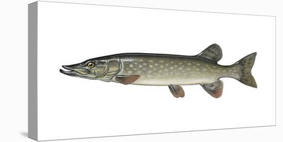 Illustration, European Pike, Esox Lucius, Not Freely for Book-Industry, Series-Carl-Werner Schmidt-Luchs-Premier Image Canvas