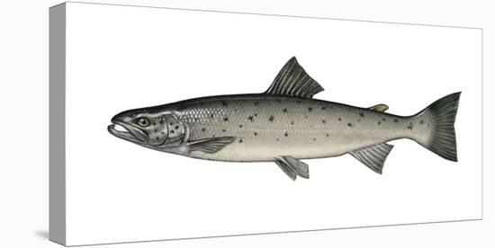 Illustration, European Salmon, Salmon Salar, Not Freely for Book-Industry, Series-Carl-Werner Schmidt-Luchs-Premier Image Canvas