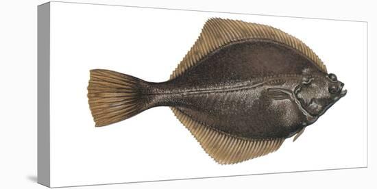 Illustration, Flounder, Platichthys Flesus, Not Freely for Book-Industry, Series-Carl-Werner Schmidt-Luchs-Premier Image Canvas