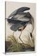 Illustration from 'Birds of America', 1827-38 (Hand-Coloured and Aquatint)-John James Audubon-Premier Image Canvas