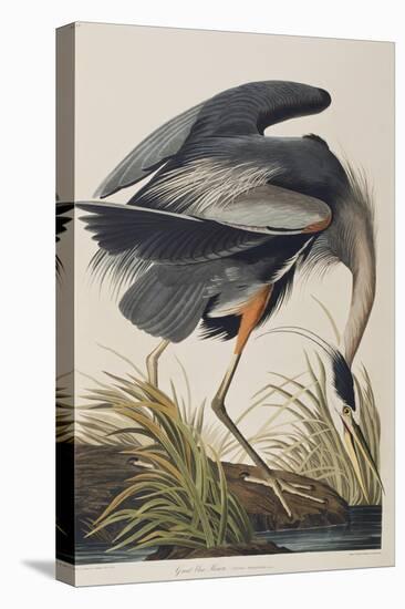 Illustration from 'Birds of America', 1827-38 (Hand-Coloured and Aquatint)-John James Audubon-Premier Image Canvas