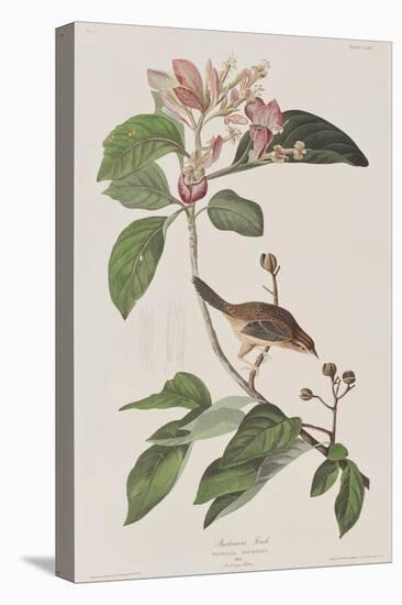 Illustration from 'Birds of America', 1827-38-John James Audubon-Premier Image Canvas