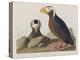 Illustration from 'Birds of America', 1827-38-John James Audubon-Premier Image Canvas