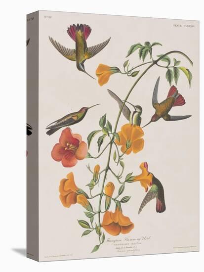 Illustration from 'Birds of America', 1827-38-John James Audubon-Premier Image Canvas