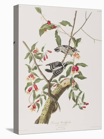 Illustration from 'Birds of America', 1827-38-John James Audubon-Premier Image Canvas