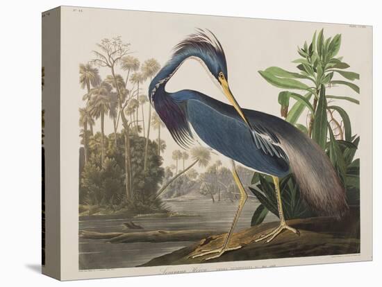 Illustration from 'Birds of America', 1827-38-John James Audubon-Premier Image Canvas