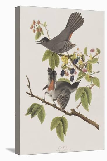 Illustration from 'Birds of America', 1827-38-John James Audubon-Premier Image Canvas